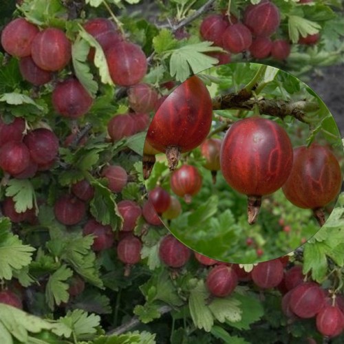 Ribes uva-crispa 'Giggles® Red' - Aed-karusmari 'Giggles® Red' C3/3L